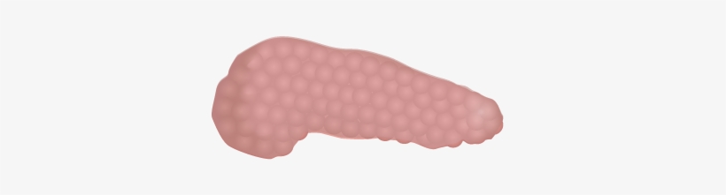 201405 Pancreas - Pancreas En Png, transparent png