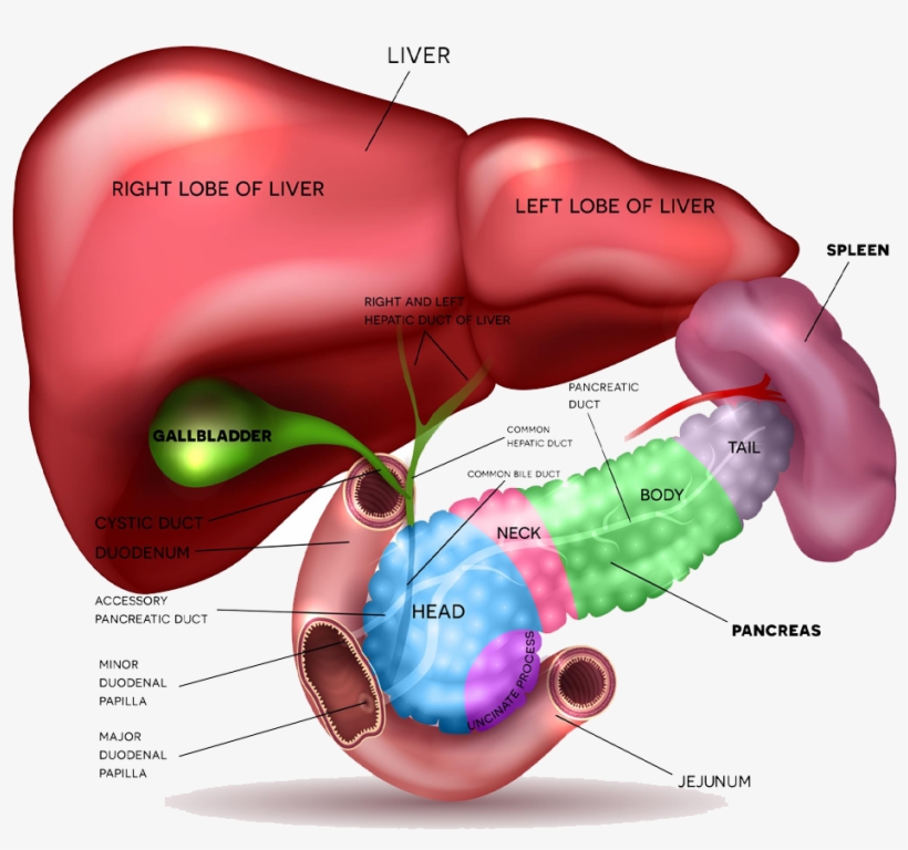 Most Cysts In The Pancreas Are Benign And Can Be Safely - Position Of Spleen And Pancreas, transparent png