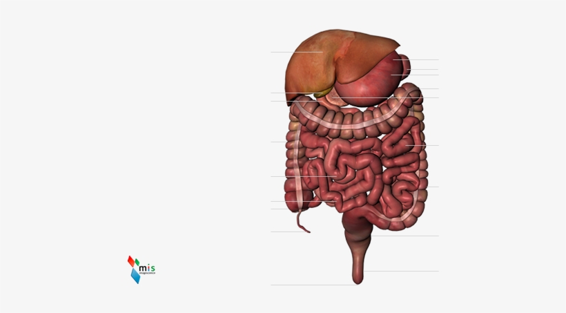 Pancreas, Intestino Tenue, Intestino Retto, Intestino - Small Intestine, transparent png