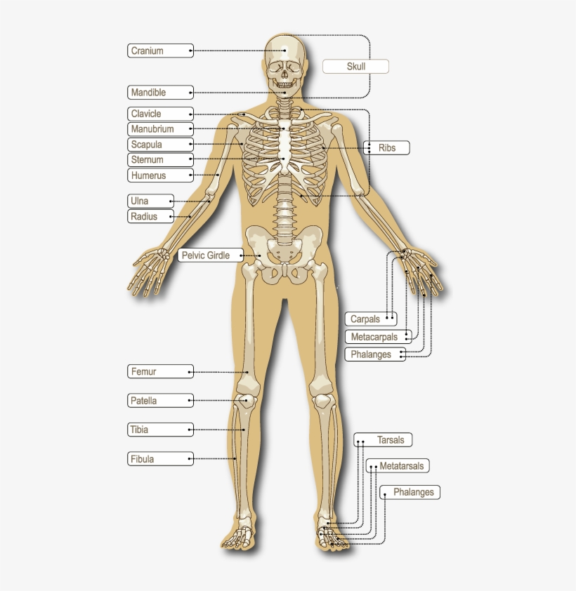 The Adult Human Skeleton Comprises 206 Connected Bones - Bones On Skeleton, transparent png