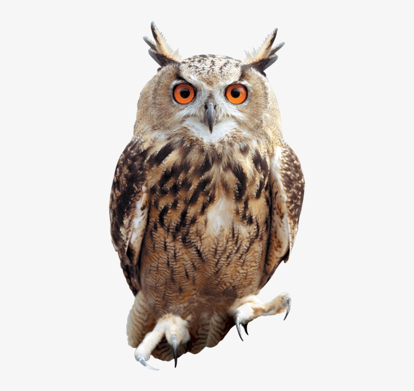 Clip Arts Related To - Owl Png, transparent png