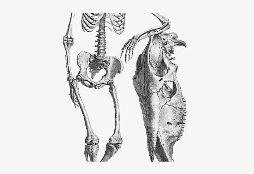Skeleton Png Transparent Images - Giclee Painting: Science Source's Osteographia, 1733,, transparent png