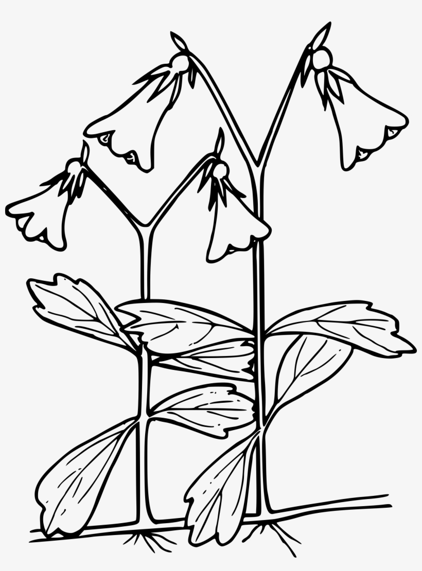 This Free Icons Png Design Of American Twinflower, transparent png