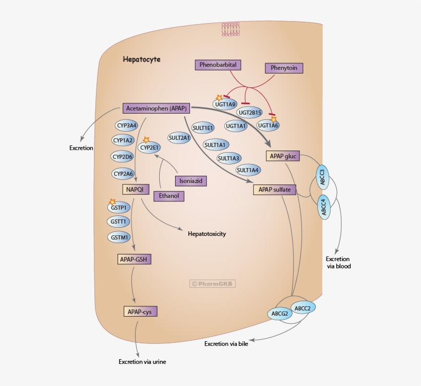 Acetaminophen Pathway , Pharmacokinetics Diagram - Dose, transparent png