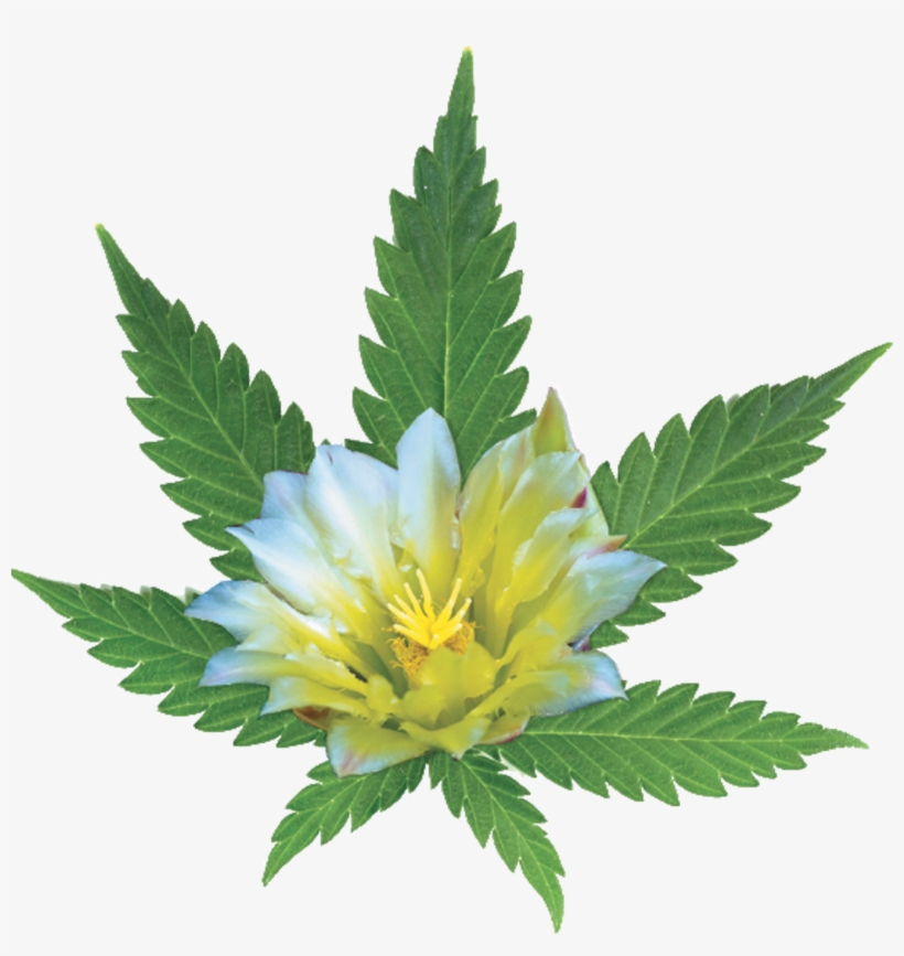Medical Marijuana - Marijuana Leaf, transparent png