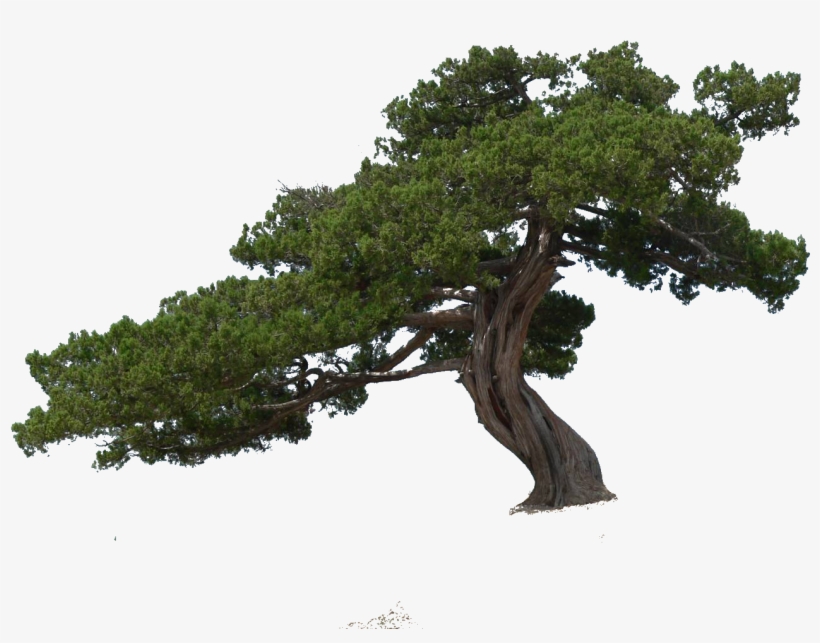 Png Cutout Tree - Pond Pine, transparent png
