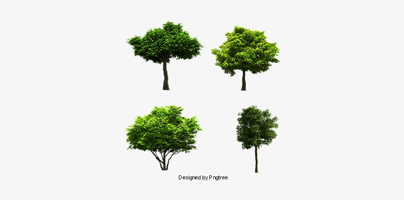 Eucalyptus Banyan Image Material, Eucalyptus, Trees, - Tree, transparent png