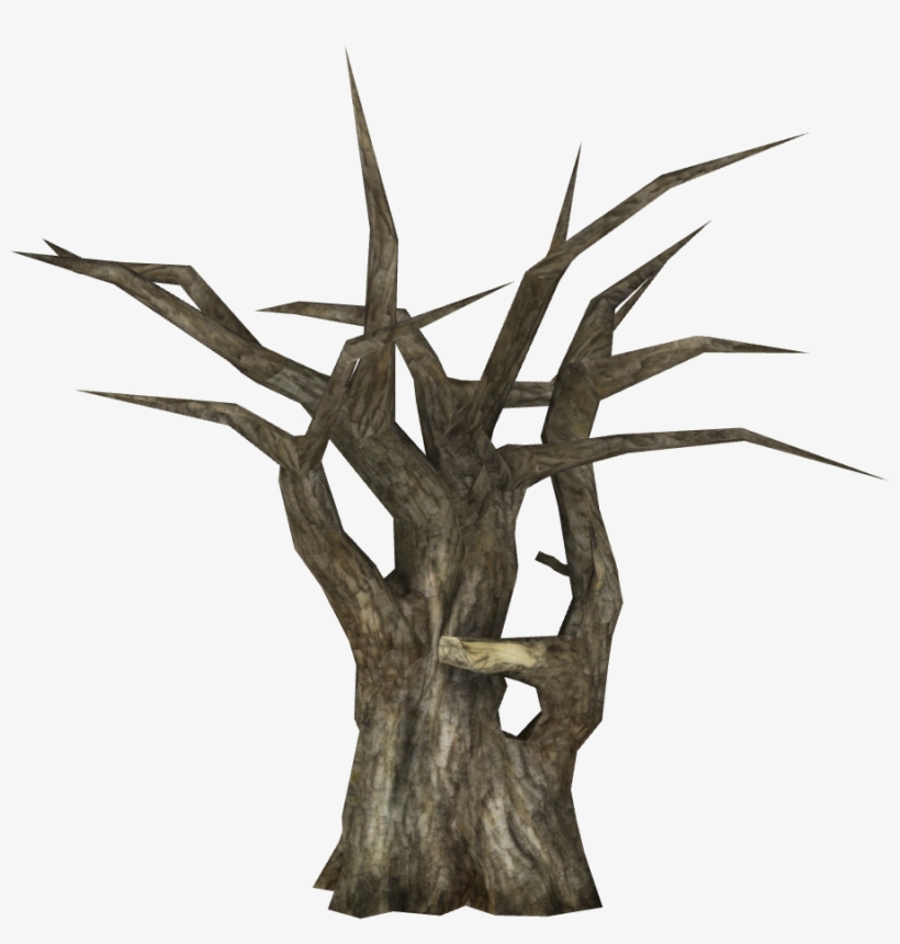 Leafless Raintree - Library, transparent png