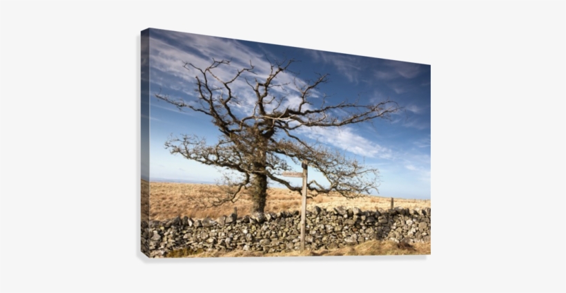 Northumberland, England - Printscapes Wall Art: 18" X 12" Canvas Print With Black, transparent png