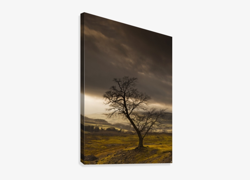 A Leafless Tree With Dark Clouds Overhead - Posterazzi A Leafless Tree With Dark Clouds Overhead, transparent png