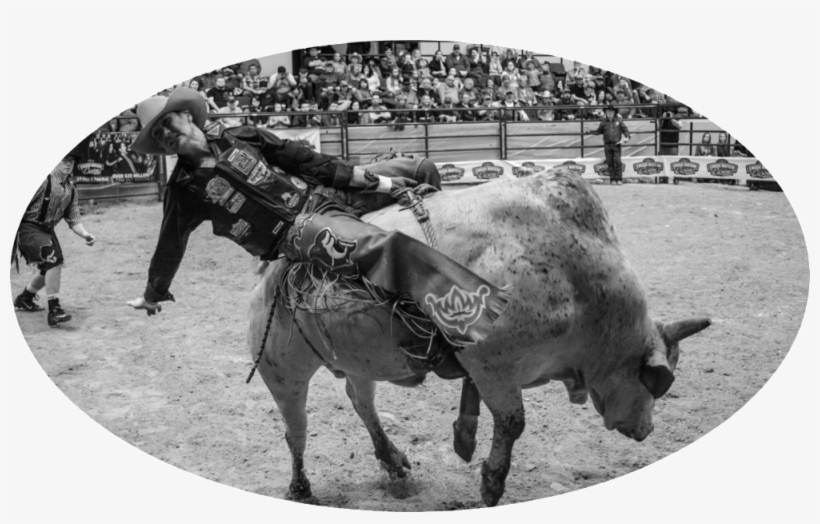 For Me Personally, A Better Model Is A Bull And A Rider - Working Animal, transparent png