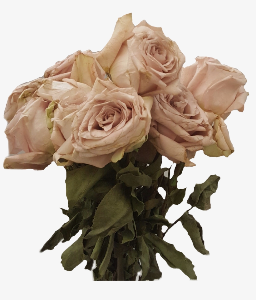 Dead Flowers Dead Flowers Freetoedit - Dead Roses, transparent png