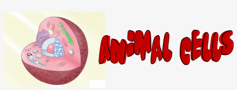 Animal Cells - Cell, transparent png
