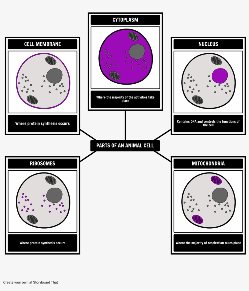 Create Two Graphic Organizers, transparent png