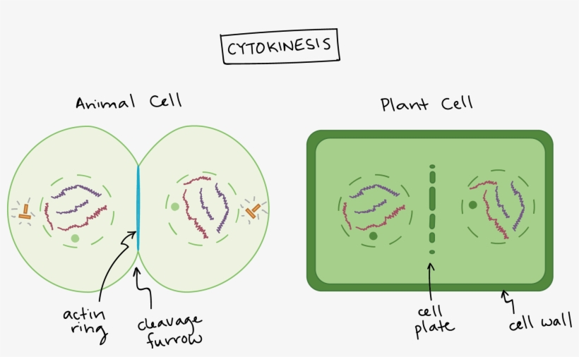 Phases Of Mitosis - Cytokineza U Roślin I Zwierząt, transparent png