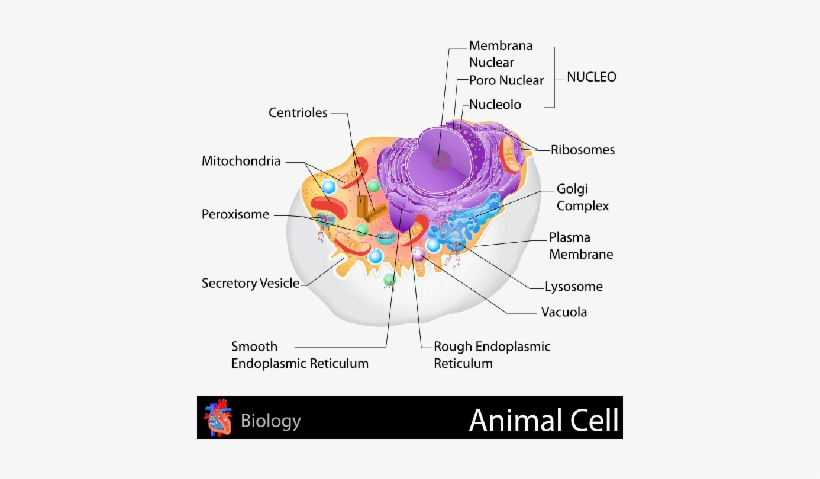 Ribosomas De La Celula, transparent png