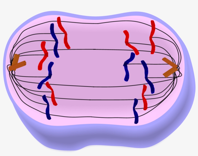 Anaphase Of Mitosis - Anaphase In Mitosis, transparent png