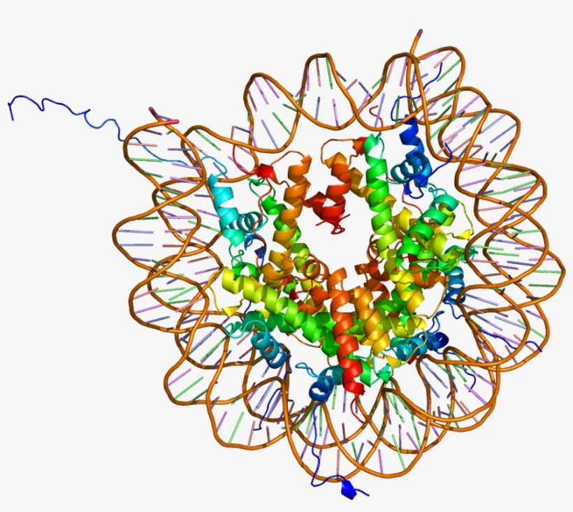 Animal Cell Diagram Labeled For Kids - Histone Modification, transparent png