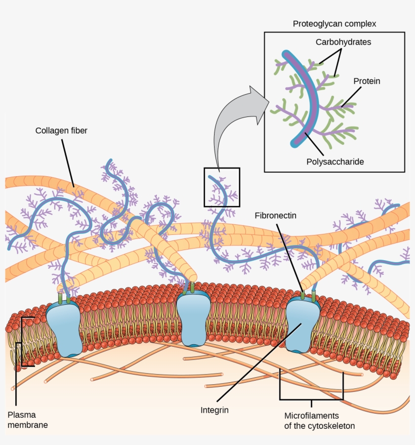 Fiber Of Extracellular Matrix, transparent png