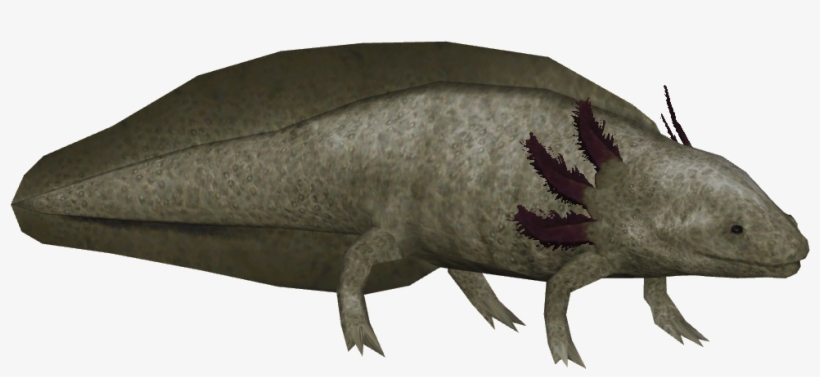 Axolotl - Zoo Tycoon 2 Axolotl, transparent png