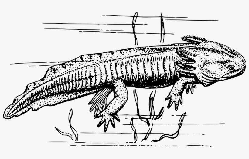 Axolotl - Axolotl Clip Art, transparent png