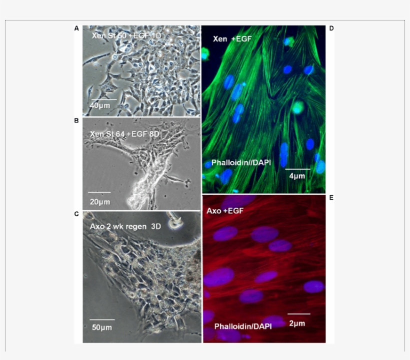 Xenopus, Axolotl Cell Culture In Egf Containing Culture - Cell, transparent png