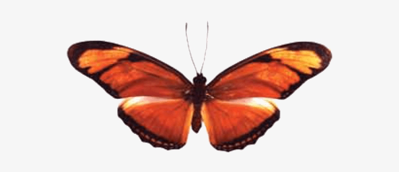 Butterfly House At Put In Bay - Put-in-bay, transparent png