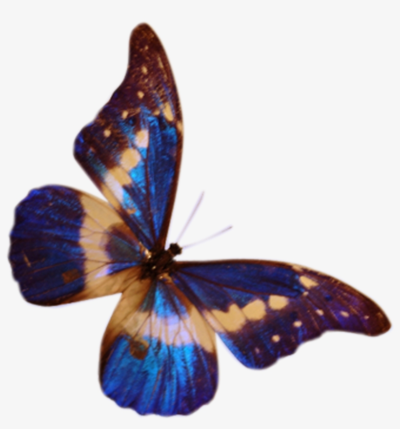 Butterflys Butterfly Png Photoshop Png My Blog - Butterflys Frames Png, transparent png