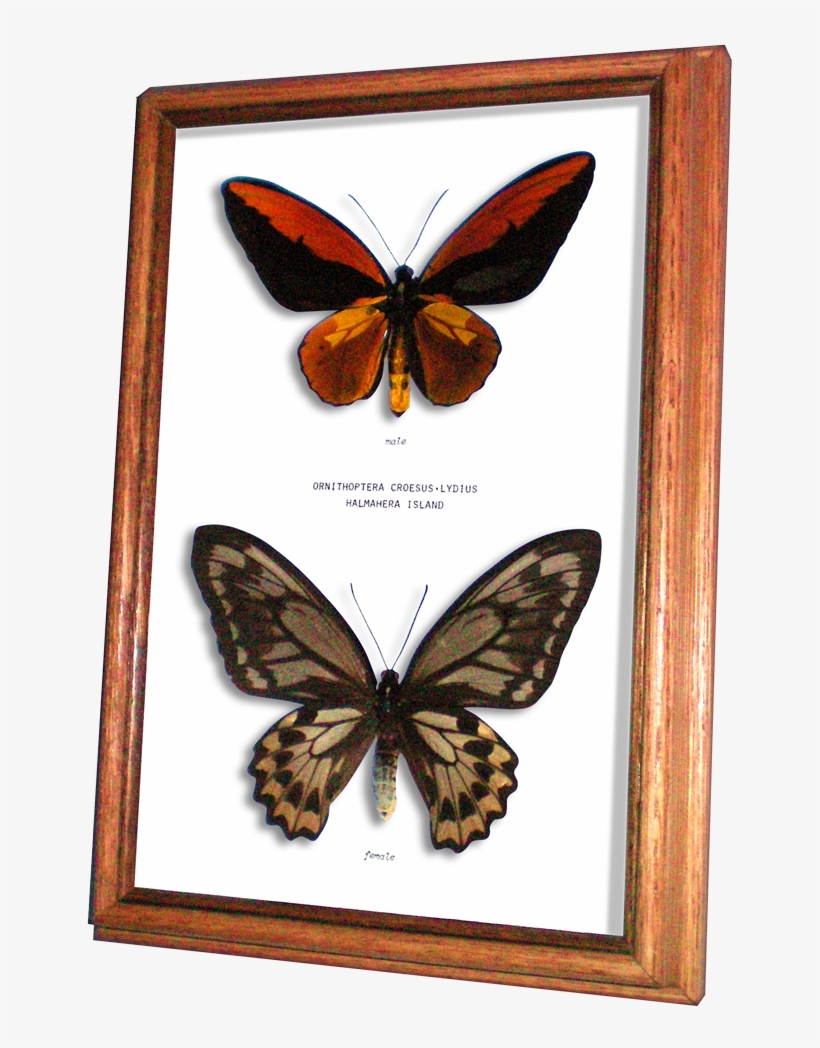 Wildwood Insects Framed Wallace's Golden Birdwing Butterfly - Birdwing, transparent png