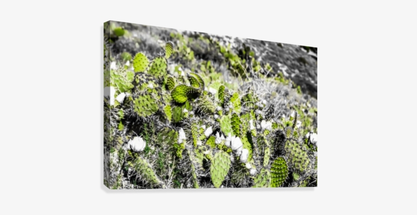 Texture Of The Green Cactus With White Flower In The - Canvas Print, transparent png
