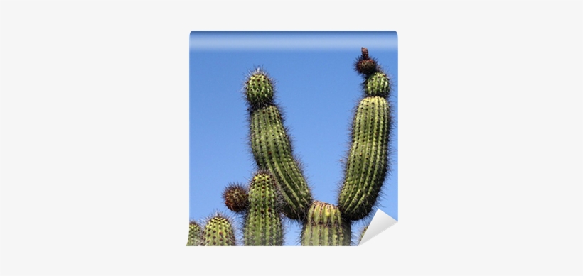 San Pedro Cactus, transparent png