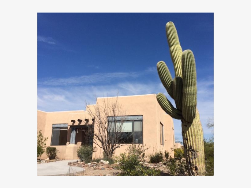 A Tucson Home On The Arizona/sonoran Desert - Hedgehog Cactus, transparent png