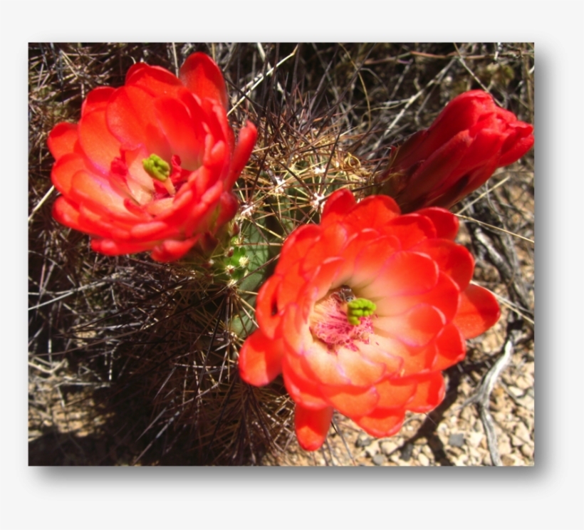Scarlet Hedgehog Cactus Echinocereus Coccineus - Large-flowered Cactus, transparent png