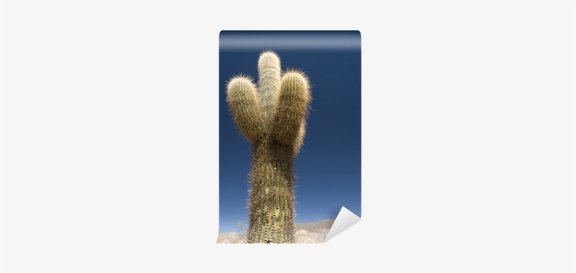 Weberocereus, transparent png