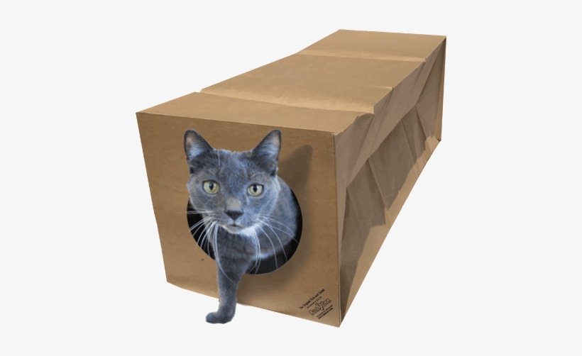 Cat, transparent png