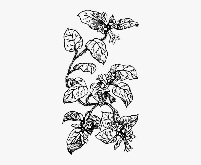 Leaves Svg Clip Arts 312 X 594 Px, transparent png