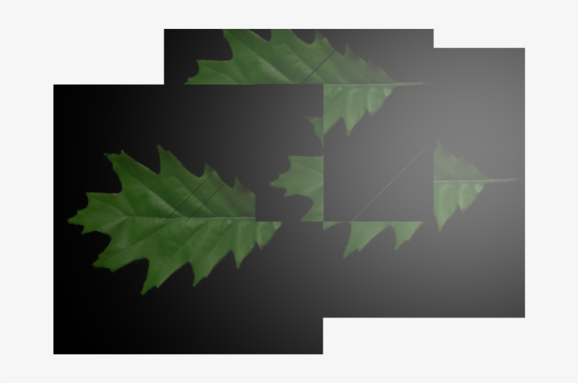 3renderedleaves 110 Kb - Maple Leaf, transparent png