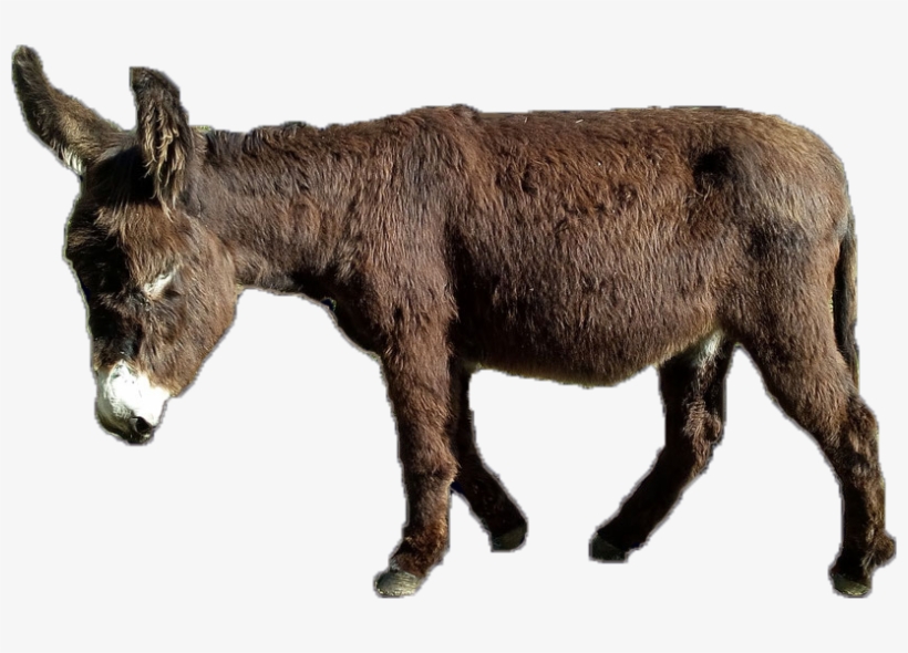 Text, Images, Music, Video - Glogster, transparent png