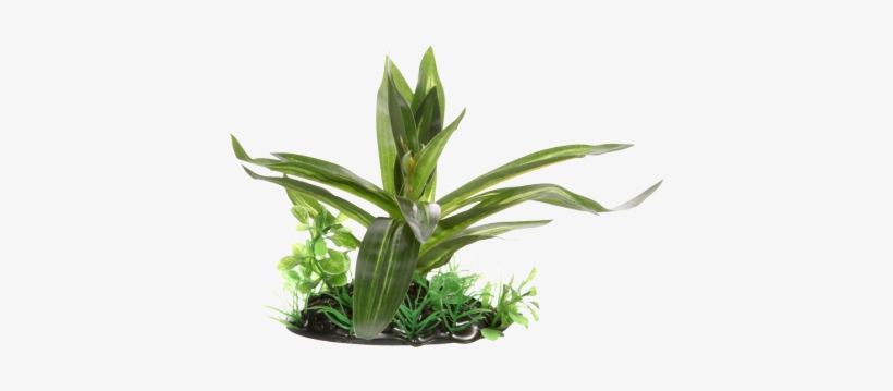 This Beautiful Fluval Decorative Plant Adds A Realistic - Fluval Giant Sagittaria - Small - 10 Cm (4 ), transparent png