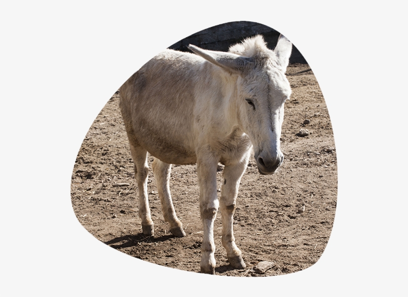 Donkey, transparent png