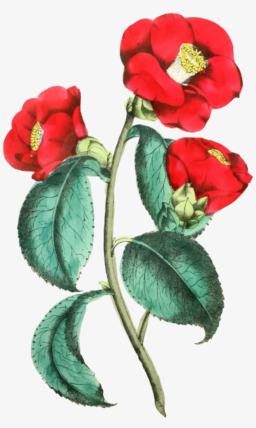 This Free Icons Png Design Of Flower Ilration, transparent png