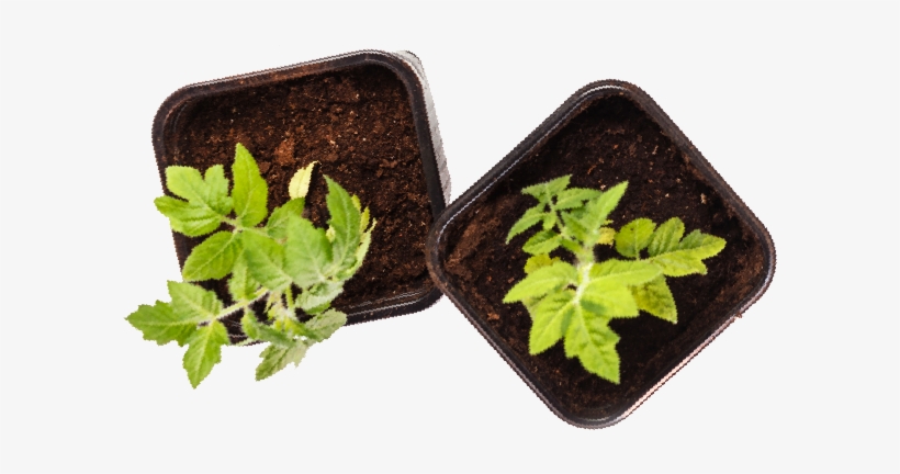 Grow With Us On Social - Houseplant, transparent png