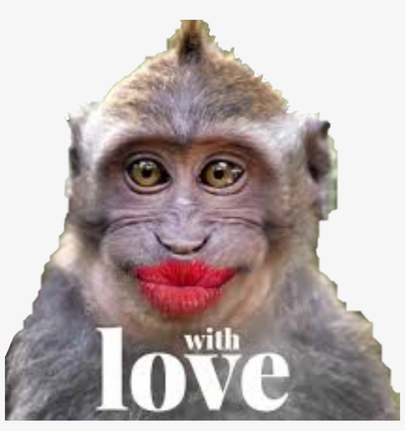 Monkey Monkeys Kiss Love Funny Funnymonkey Funnymonkeyf Monkey Kiss