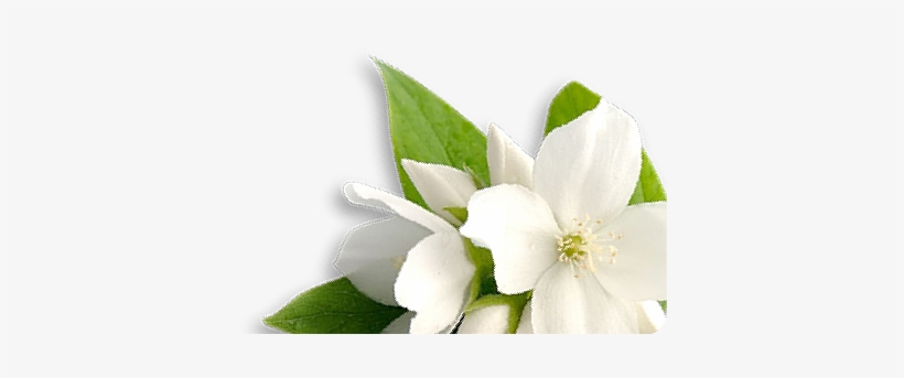 Pg 2tang Website 00 1-u2175 - Skin, transparent png