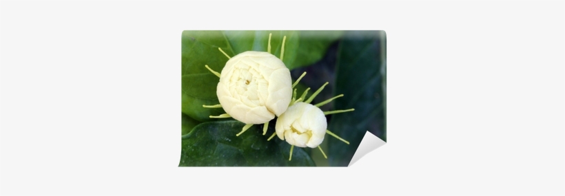 Garden Roses, transparent png