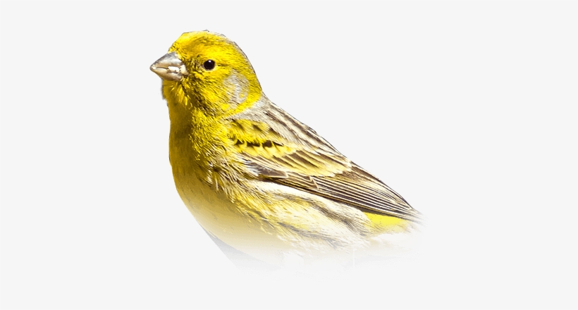 Canary - Colored Red Canary For Sale, transparent png