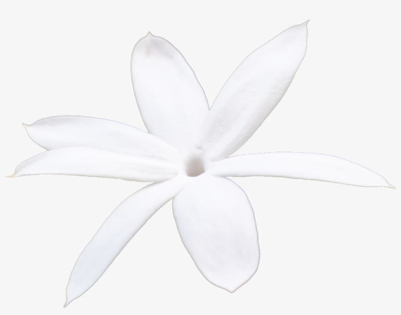 Jasmine, transparent png