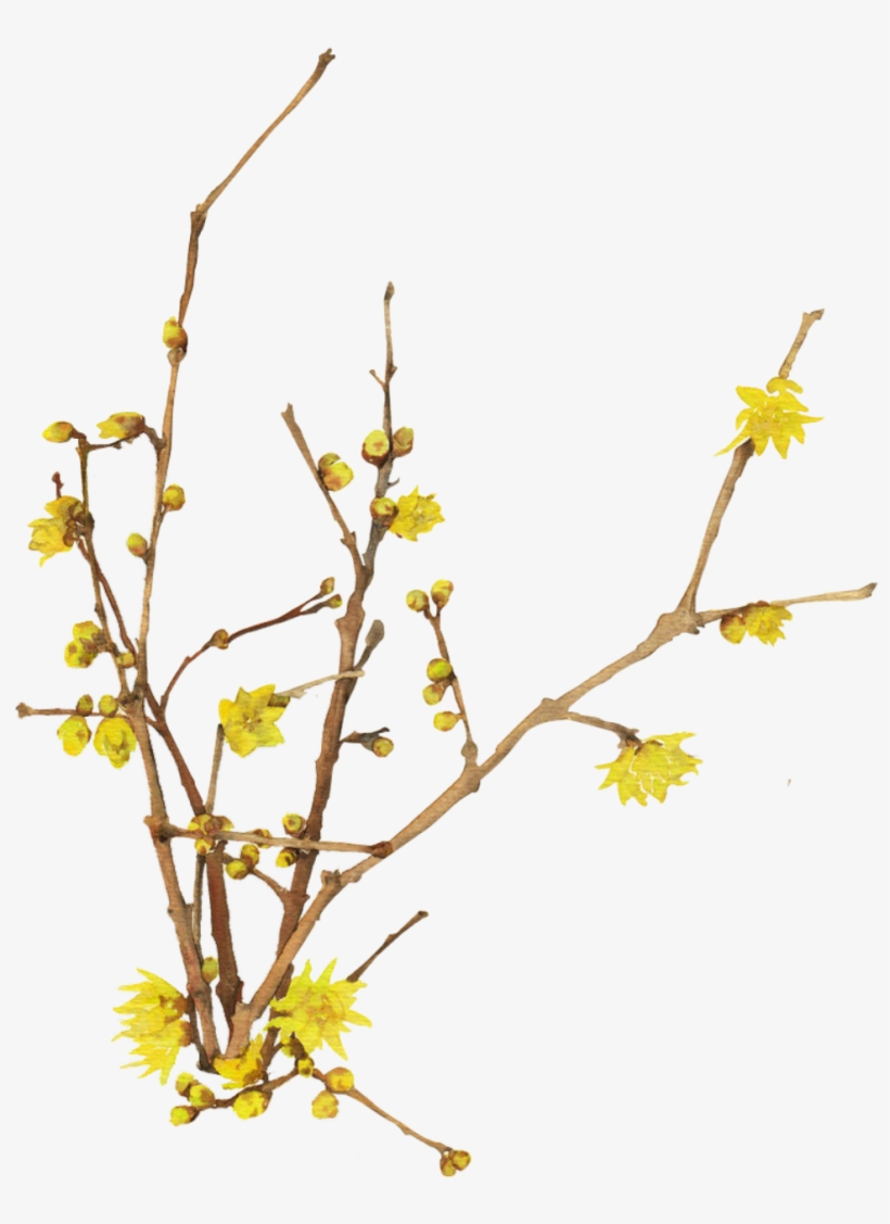 Bright Spring Jasmine Transparent Decorative - 개나리 Png, transparent png