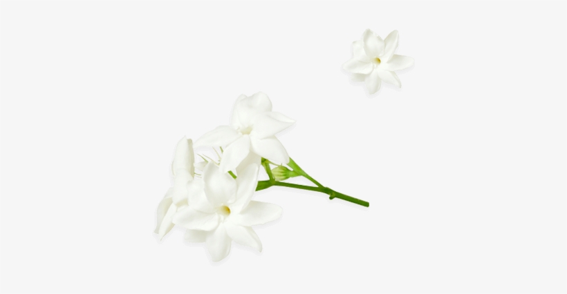Jasminum Officinale - Jasmine, transparent png