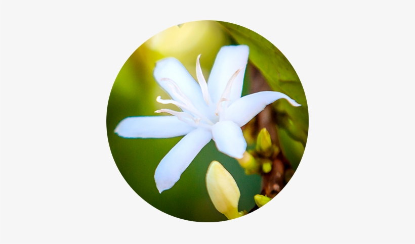 So How Long Does It Take For Our Coffee Cherries To - Lily, transparent png